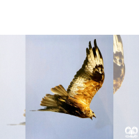 گونه سارگپه پا بلند Long-legged Buzzard